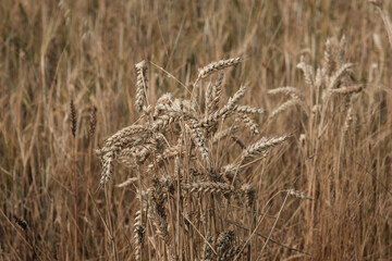 Mehrere Getreide-Halme in einem Getreidefeld (Landwirtschaft)