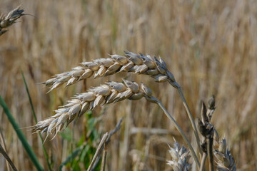 Zwei Getreide-Halme freigestellt vor einem nat&uuml;rlichen Hintergrund (Getreidefeld)