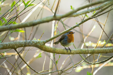 The robin, distinctive and popular