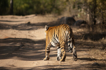 Bengal tiger Panthera tigris tigris. Bandhavgarh National Park. Madhya Pradesh. India.