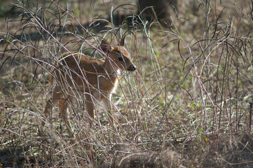 Cub of chital among the grass. Bandhavgarh National Park. Madhya Pradesh. India.