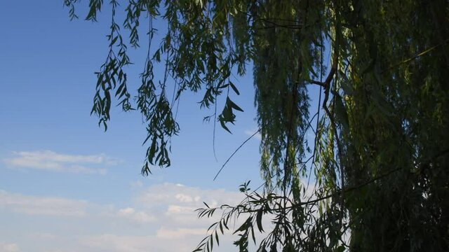 Willow tree with osier branches swing by wind. Green branches and leaves of willow tree against blue sky with white clouds. Zen-like summer background with copy space