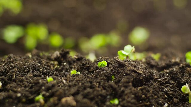 Growing Plants from Seeds in Time lapse, Fresh Green Cress Salad Sprout Timelapse. Nature spring season. Gardening agriculture food.