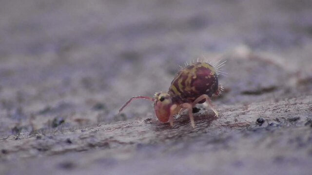 Kugelspringer  ca. 1mm gro&szlig;