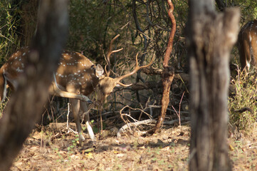 Male chital Axis axis scratching. Bandhavgarh National Park. Madhya Pradesh. India.