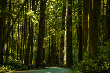 Fototapeta premium Forest view in Redwood National Park