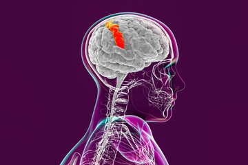 Human brain in body with highlighted postcentral gyrus