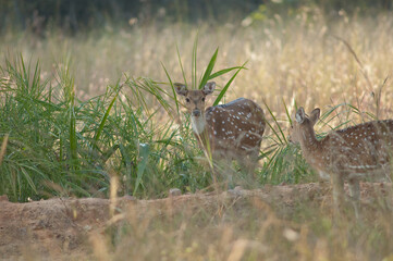 Females of chital Axis axis. Bandhavgarh National Park. Madhya Pradesh. India.
