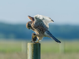 Kestrel’s landing with the prey on the roundpole