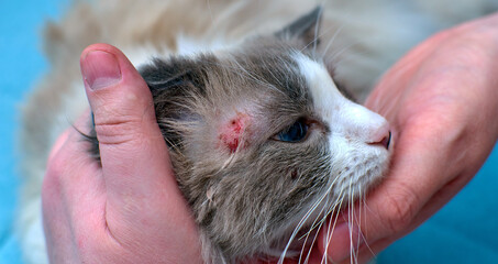 Allergic skin diseases in domestic cats. cat's wound from dermatitis. Skin diseases in cats. Cat...