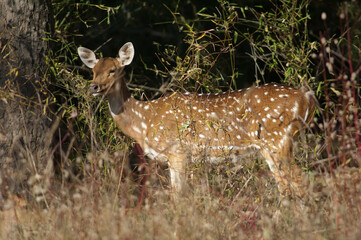 Female of chital Axis axis. Bandhavgarh National Park. Madhya Pradesh. India.
