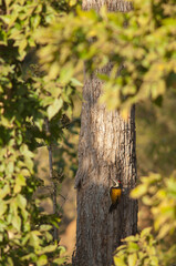 Female black-rumped flameback Dinopium benghalense. Bandhavgarh National Park. Madhya Pradesh. India.
