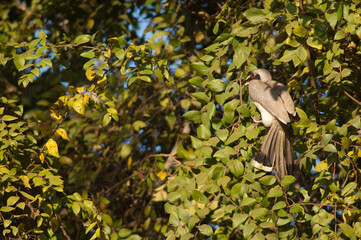 Indian grey hornbill Ocyceros birostris eating fruits. Female. Bandhavgarh National Park. Madhya Pradesh. India.