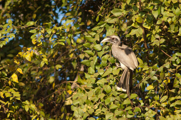 Indian grey hornbill Ocyceros birostris. Female. Bandhavgarh National Park. Madhya Pradesh. India.