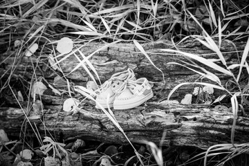 Baby Shoes on a tree stump