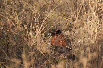 Greater coucal Centropus sinensis in the tall grass. Bandhavgarh National Park. Madhya Pradesh. India.