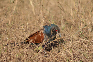 Greater coucal Centropus sinensis in the tall grass. Bandhavgarh National Park. Madhya Pradesh. India.
