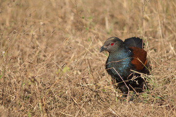 Greater coucal Centropus sinensis in the tall grass. Bandhavgarh National Park. Madhya Pradesh. India.