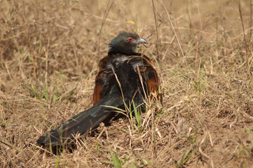 Greater coucal Centropus sinensis sunbathing. Bandhavgarh National Park. Madhya Pradesh. India.