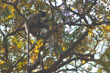 Southern plains gray langur Semnopithecus dussumieri eating. Bandhavgarh National Park. Madhya Pradesh. India.