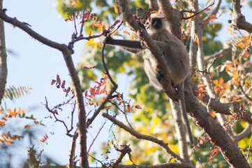 Southern plains gray langur Semnopithecus dussumieri. Bandhavgarh National Park. Madhya Pradesh. India.