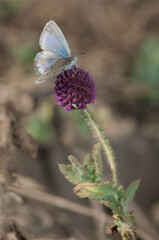 Butterfly Lycaenidae on a flower. Bandhavgarh National Park. Madhya Pradesh. India.