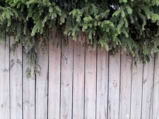 Spruce branches on the background of a wooden background from boards.