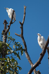 Cattle egrets Bubulcus ibis on a tree. Tala. Madhya Pradesh. India.