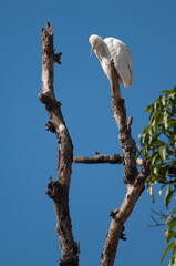 Cattle egret Bubulcus ibis on a tree. Tala. Madhya Pradesh. India.