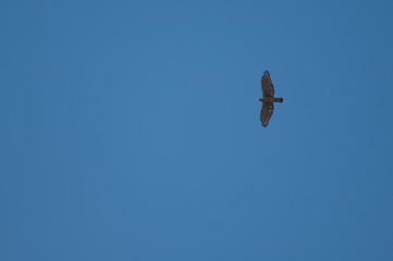 Oriental honey buzzard Pernis ptilorhynchus in flight. Tala. Madhya Pradesh. India.