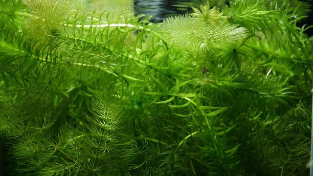 Tank full of underwater plants like Elodea canadensis, Ceratophyllum. Plants are very green and healthy. There is also some algae on the glass.