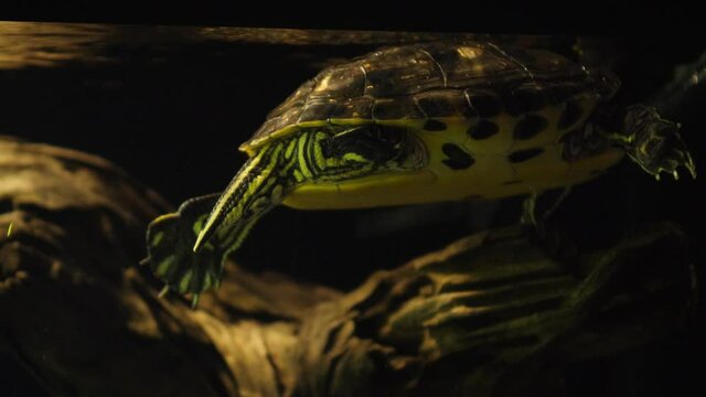 Turtle Yellow belly slider inside a 60-gallon aquarium. Closeup shot of the turtle floating around wood.