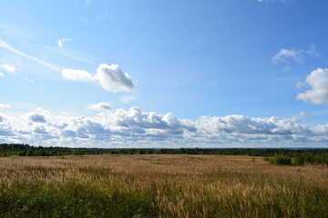 Obraz premium field of grass and sky