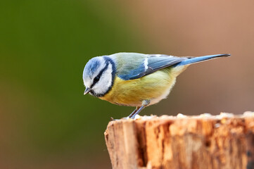 Eurasian blue tit, (Cyanistes caeruleus).