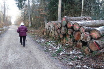 Waldlandschaft in Donau-Ries