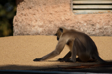 Southern plains gray langur Semnopithecus dussumieri searching for food. Tala. Madhya Pradesh. India.