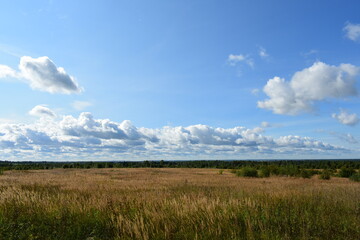 field of grass and sky