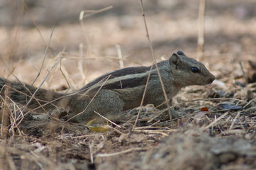 Indian palm squirrel Funambulus palmarum in Sasan. Gir Sanctuary. Gujarat. India.