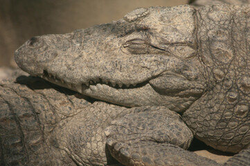Mugger crocodile Crocodylus palustris sleeping. Captivity breeding center. Sasan. Gir Sanctuary....