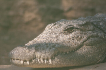 Head of a mugger crocodile Crocodylus palustris. Captivity breeding center. Sasan. Gir Sanctuary....