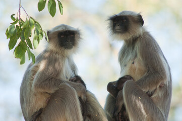 Southern plains gray langurs Semnopithecus dussumieri. Females and their cubs. Sasan. Gir Sanctuary. Gujarat. India.