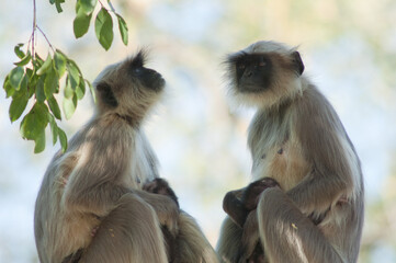 Southern plains gray langurs Semnopithecus dussumieri. Females and their cubs. Sasan. Gir Sanctuary. Gujarat. India.