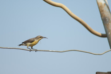 Female purple sunbird Cinnyris asiaticus with material for her nest. Sasan. Gir Sanctuary. Gujarat. India.