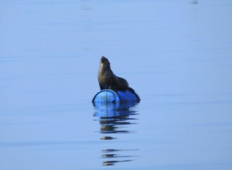 Single sea lion sunbathing on a floating barrel in the Atlantic Ocean near Walvis Bay, Namibia.