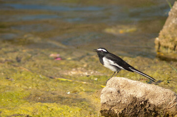 White-browed wagtail Motacilla maderaspatensis calling. Hiran river. Sasan. Gir Sanctuary. Gujarat. India.