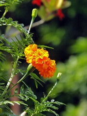 Blossom marigold, buds, and its green leaves on green background. Marigold is very popular flower and easy to grow Indonesia. Selective focus.