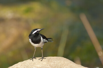 White-browed wagtail Motacilla maderaspatensis on a rock. Hiran river. Sasan. Gir Sanctuary. Gujarat. India.