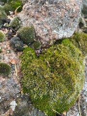 moss on rock