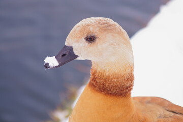 Portrait of ruddy shelduck with snow on its beak,
Tadorna ferruginea