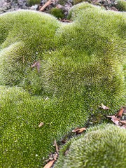 green moss in the garden